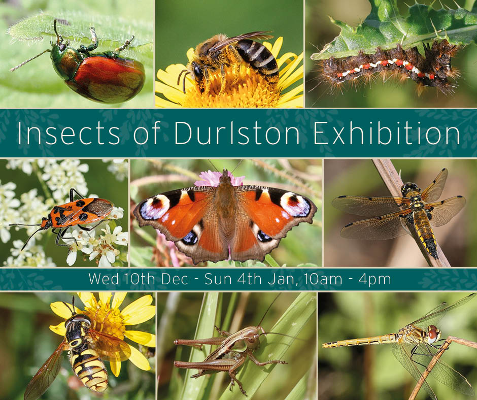 Incredible Insects and Brilliant Bugs